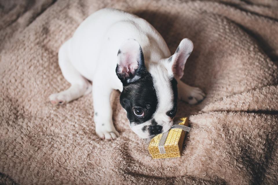 Dog example